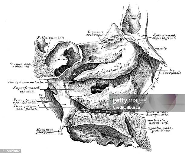 49 Nasal Cavity Diagram Stock Photos, High Biology Diagrams
