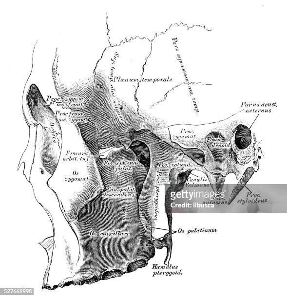 human anatomy scientific illustrations: pterygopalatine fossa - fossa stock illustrations