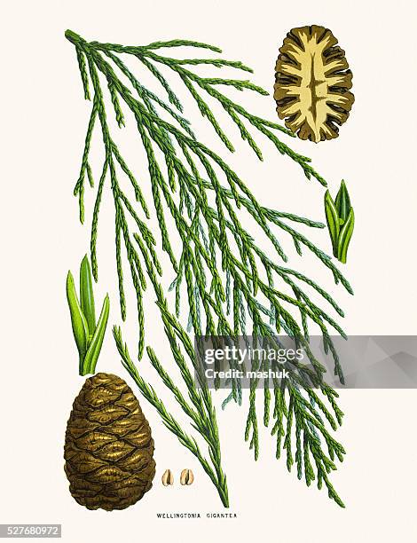 riese sequoia 19. jahrhundert illustrationen - giant sequoia stock-grafiken, -clipart, -cartoons und -symbole