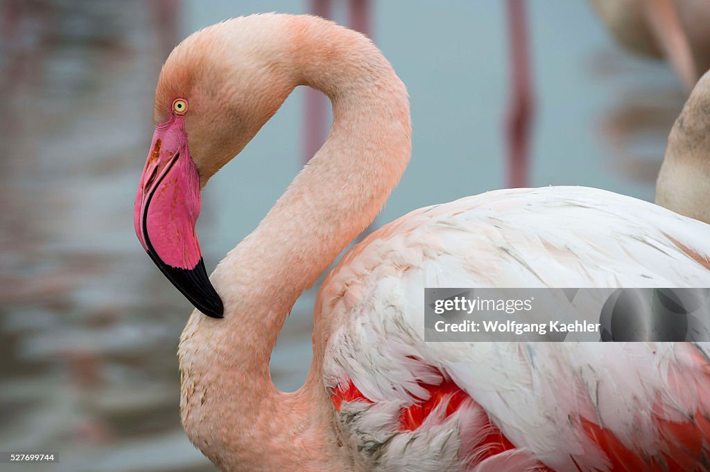 Portrait of a Greater flamingo (Phoenicopterus roseus) at...