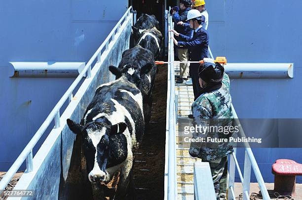 Workers move cows imported from New Zealand off the ship for trucks on May 03, 2016 in Qingdao, China. The total of 2,823 two-year-old Holstein cows,...