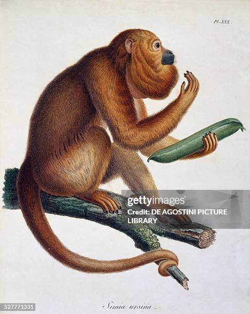 Simia Simia Ursina Photos and Premium High Res Pictures - Getty Images