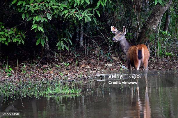 The Deer High-Res Stock Photo - Getty Images