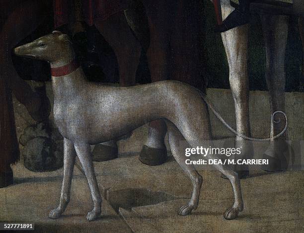 Dog, detail from the Crucifixion painting by Michele da Verona . Italy, 16th century. Milan, Pinacoteca Di Brera
