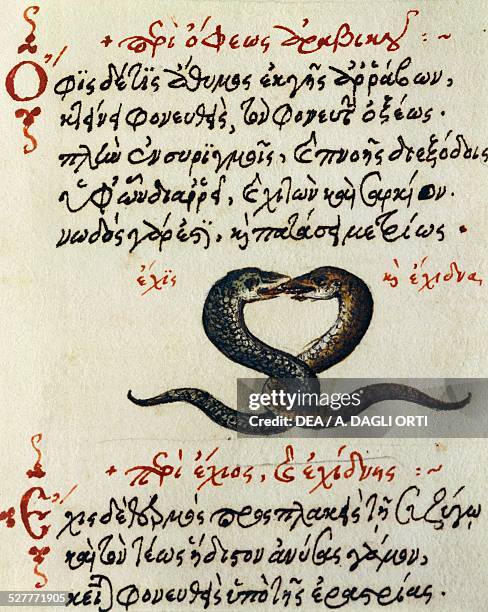 Snake Comb Test Mating Snakes Photos et images de collection - Getty Images