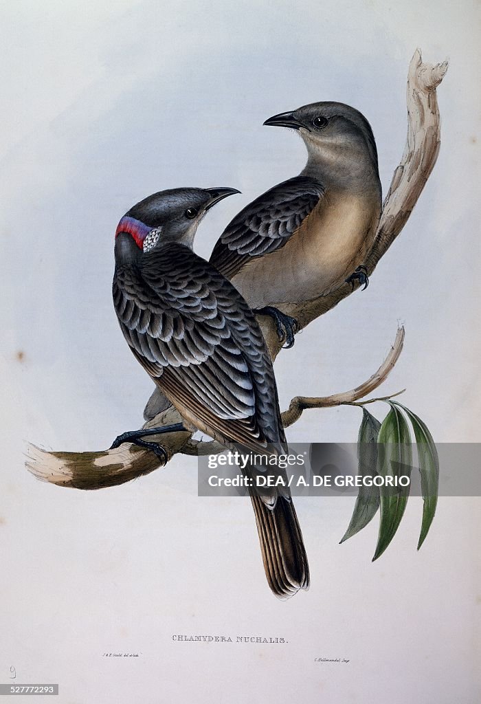 Great Bowerbird (Chlamydera nuchalis)...