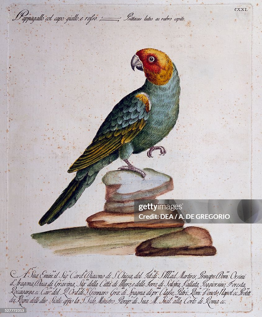Carolina Parakeet (Conuropsis carolinensis)...