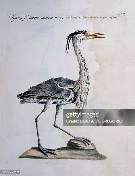 Grey Heron , colored engraving from the History of the Birds, 1767. Milan, Museo Civico Di Storia Naturale