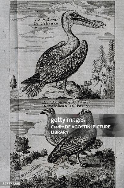 Pelican, Hazel grouse and Partridge, engraving from the Voyage made to Hudson's Bay by Henry Ellis . United Kingdom, 18th century. Paris, MusÃ©e De...