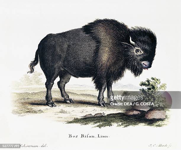 Bison , from the Mammals illustrated from Nature with descriptions, by Johann Christian Daniel von Schreber , engraving by IC Bock after drawing by A...