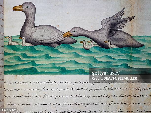 Ducks called Ploplos, Strait of Magellan, watercolour from the log book by Jacques Gouin de Beauchesne , captain of the Compagnie royale de la Mer du...