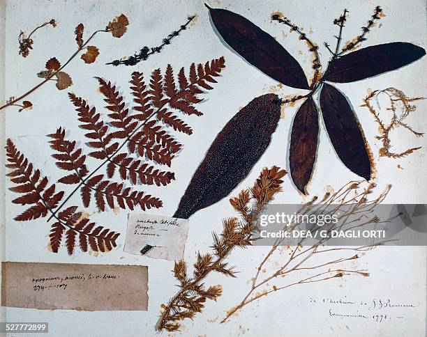 Page from Ermenonville Herbarium by Jean-Jacques Rousseau . France, 18th century. Fontaine Chaalis, MusÃ©e Jacquemart-Andre