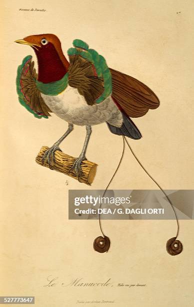 Male of King Bird-of-paradise , engraving from the Histoire naturelle des oiseaux de paradis et des epimagues by Rene-Primevere Lesson . France, 19th...