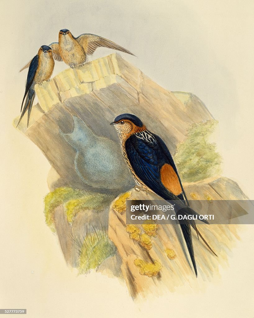 Rufous-bellied Swallow (Hirundo daurica)...