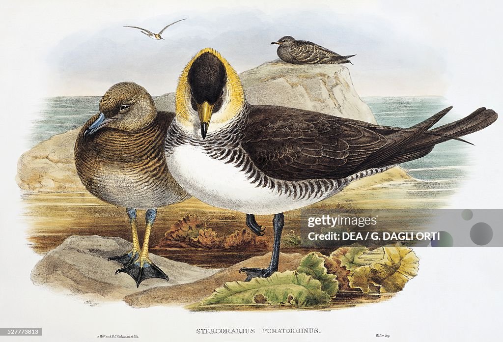 Pomarine Jaeger (Stercorarius pomarinus)...