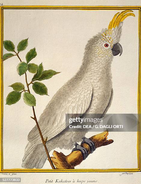 Yellow-crested Cockatoo , from the Histoire naturelle des oiseaux, 1765-1783, by Francois-Nicolas Martinet . France, 18th, century.
