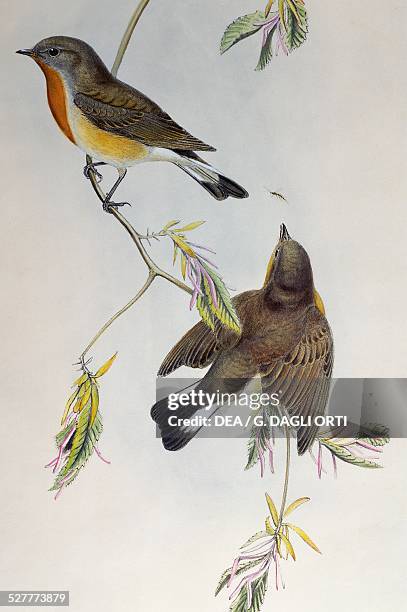 Red-breasted flycatcher , from the Birds of Great Britain, 1863-1873, by John Gould , lithograph by Henry Constantine Richter . United Kingdom, 19th...