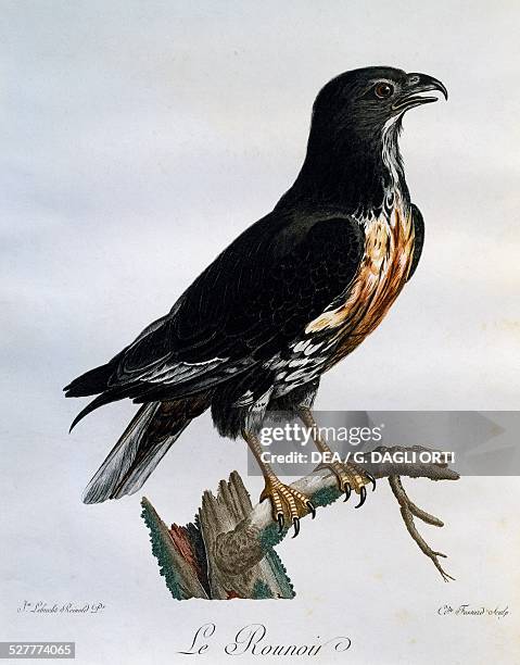 Jackal Buzzard , engraving from the Histoire Naturelle des Oiseaux d'Afrique, 1799-1802, by Francois Le Vaillant , after drawing by Reinhold...
