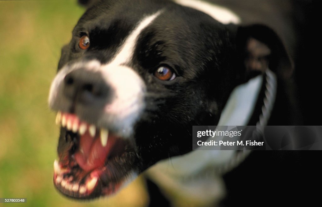Snarling Dog High Res Stock Photo Getty Images snarling-dog-high-res-stock-photo-getty-images
