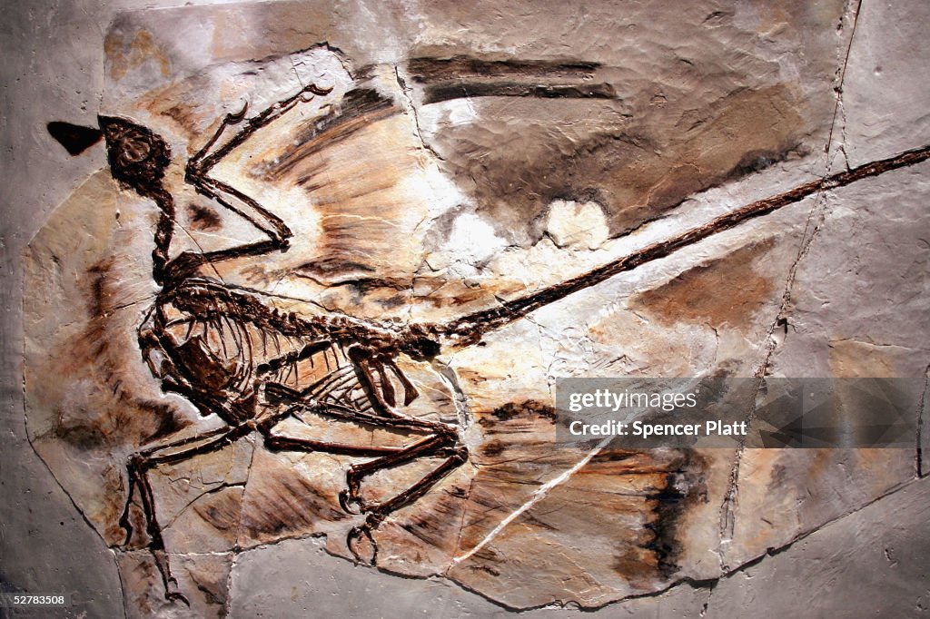 Exhibit Displays Newest Dinosaur Fossils