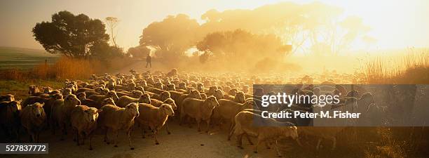 farmer herding flock of sheep - farm australia stockfoto's en -beelden