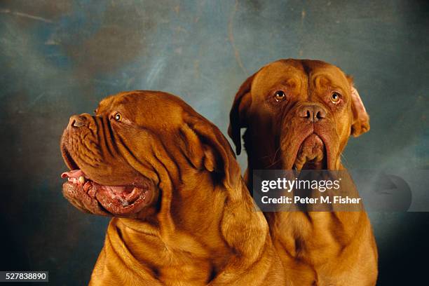 dogue de bordeaux - french mastiff stock pictures, royalty-free photos & images