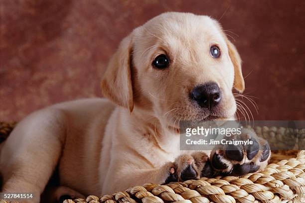 yellow lab puppy in basket - yellow lab puppies stock pictures, royalty-free photos & images