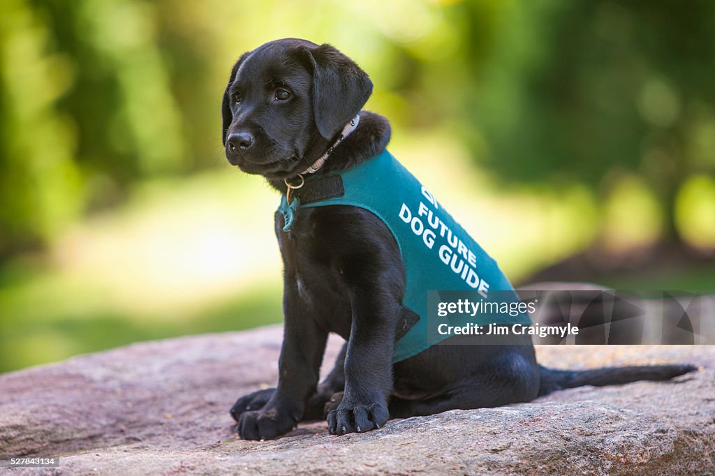 Black labrador retriever puppy that will be trained as a dog guide.