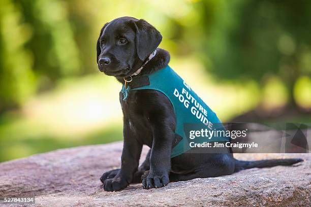 black labrador retriever puppy that will be trained as a dog guide. - labrador puppy stock pictures, royalty-free photos & images