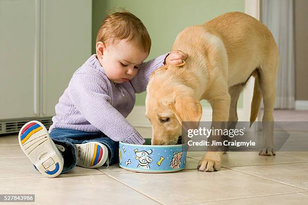 baby girl watching puppy eat - yellow lab puppies stock pictures, royalty-free photos & images