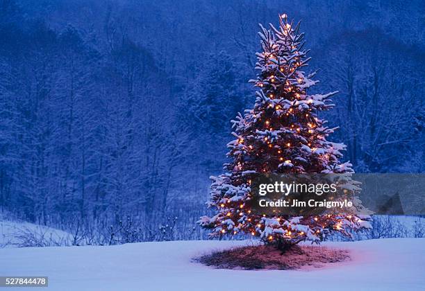 christmas tree and forest - christmas tree imagens e fotografias de stock