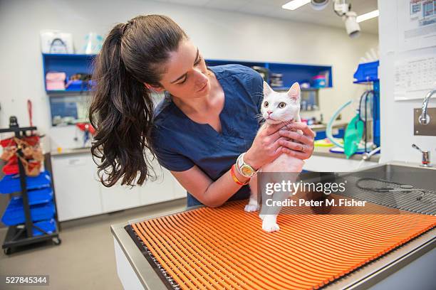 female veterinarian examining a cat - fisher cat photos foto e immagini stock