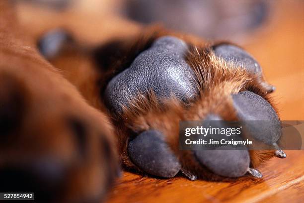 puppy's paw on hardwood floor - pata de animal pie fotografías e imágenes de stock