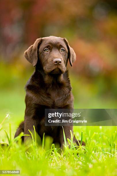 chocolate lab puppy - chocolate labrador stock pictures, royalty-free photos & images
