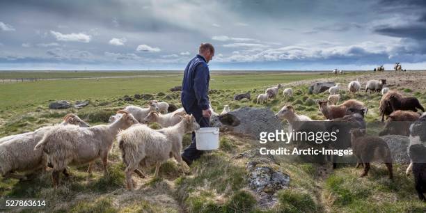farmer with sheep, eastern iceland - mutterschaf stock-fotos und bilder