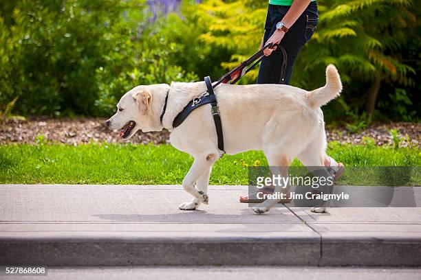 guide dog leading young woman across crosswalk on city street. - deficiência visual - fotografias e filmes do acervo