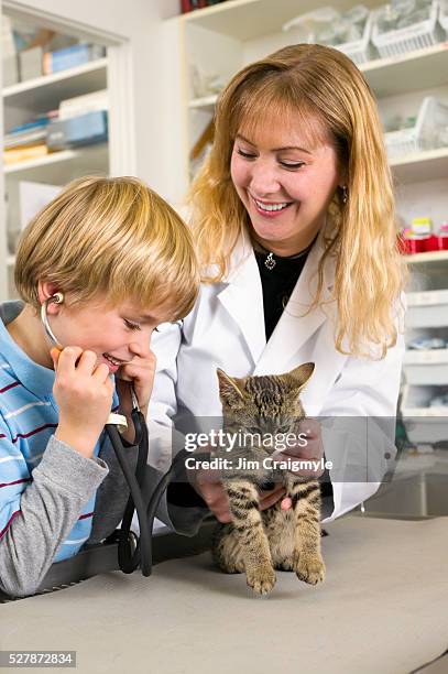 boy listening to kitten's heartbeat - vet with kitten stock pictures, royalty-free photos & images