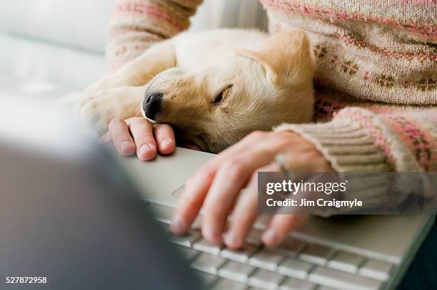 woman with puppy using laptop - man laptop dog stock pictures, royalty-free photos & images