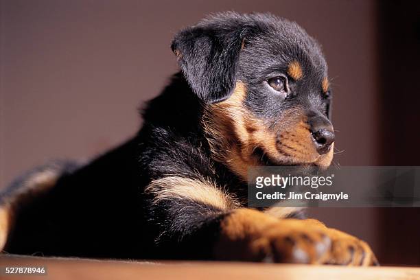 rottweiler puppy resting - rottweiler imagens e fotografias de stock