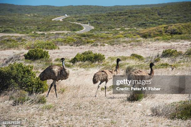 emus walking in outback, australia - émeu photos et images de collection