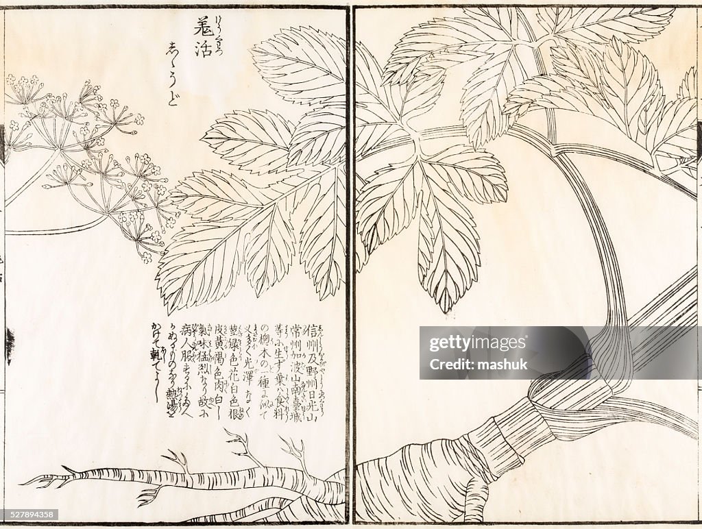 薬用植物、19 世紀の日本の植物イラストレーション