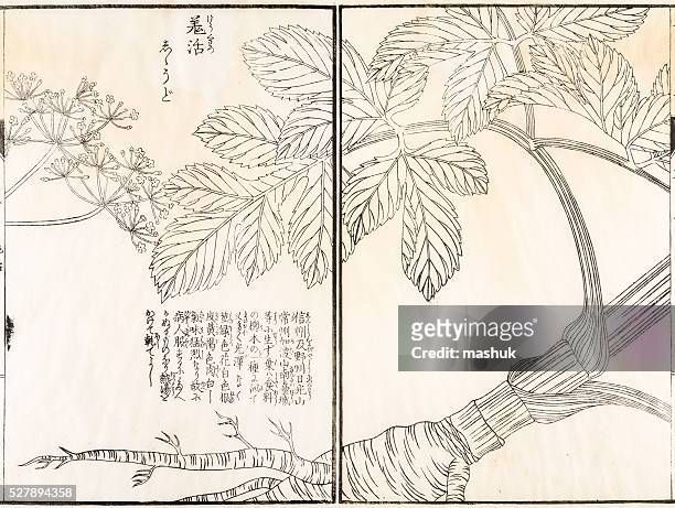 stockillustraties, clipart, cartoons en iconen met medicinal plant, 19 century japanese botanical illustration - ginseng