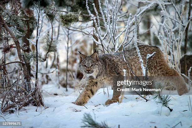 canada lynx in snow - canadian lynx fotografías e imágenes de stock