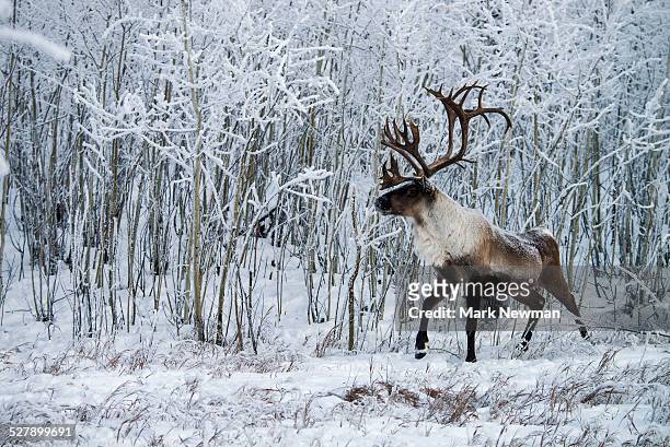 wood caribou in winter snow - reindeer horns stock pictures, royalty-free photos & images