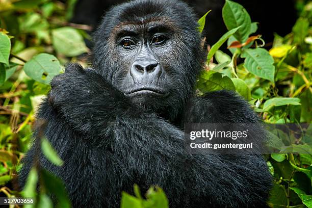 female eastern lowland gorilla in congo, wildlife shot - gorillas-in-the-wild stock pictures, royalty-free photos & images