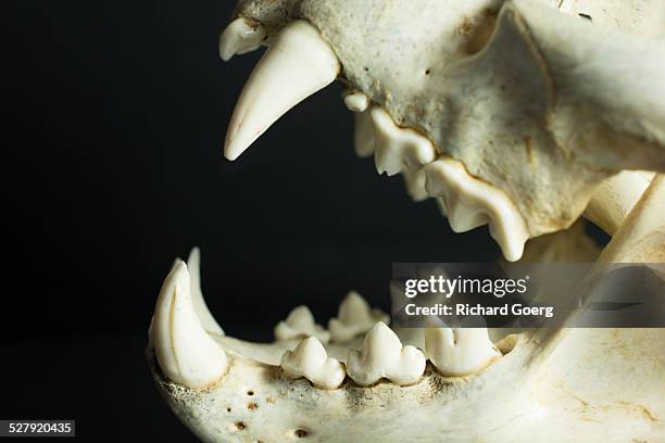 701 Animal Jaw Bone Photos and Premium High Res Pictures - Getty Images 701 Animal Jaw Bone Photos and Premium High Res Pictures - Getty Images