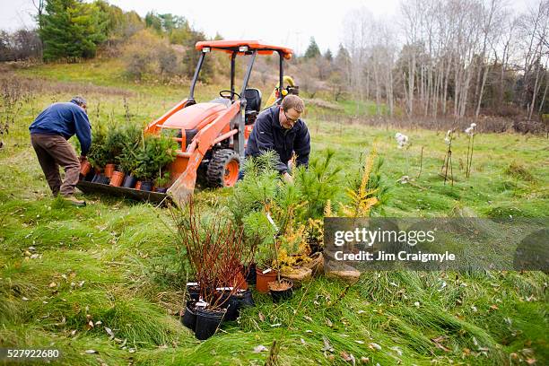 two middle-aged men planting assorted evergreen trees and shrubs, scanlon creek, bradford, ontario, canada - evergreen plant stock-fotos und bilder