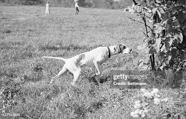 Point Setter 153 Point Setter Stock Photos, High-Res Pictures, and Images - Getty Images