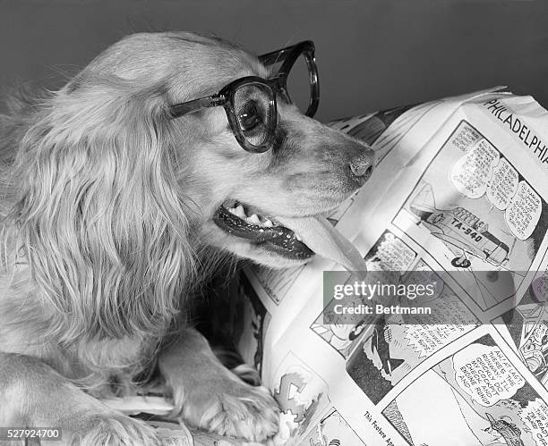 Golden Retriever wearing glasses pants while reading the comics.