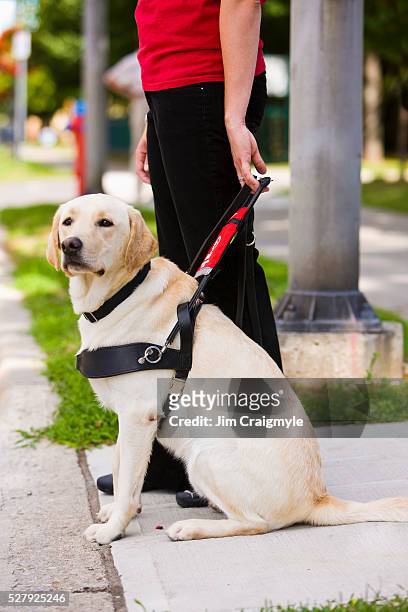 young woman with guide dog waiting to cross street - seeing eye dog fotografías e imágenes de stock